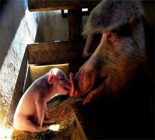 pig-and-piglet